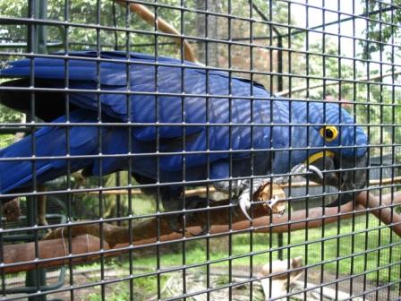 Hilo Zoo parrot